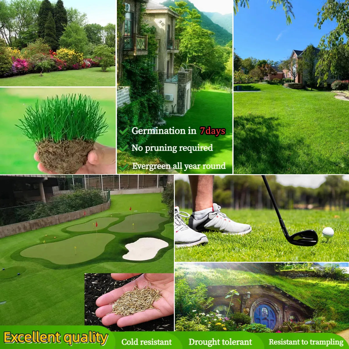 Evergreen Dwarf Grass Seed