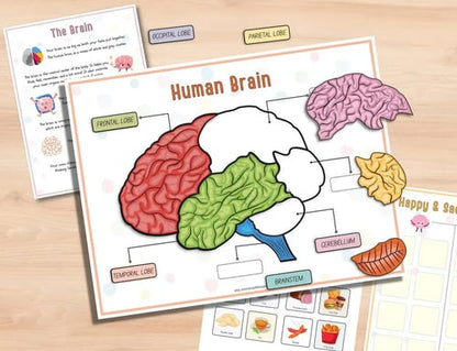 Human Anatomy Busy Book🔥BUY 2 FREE SHIPPING