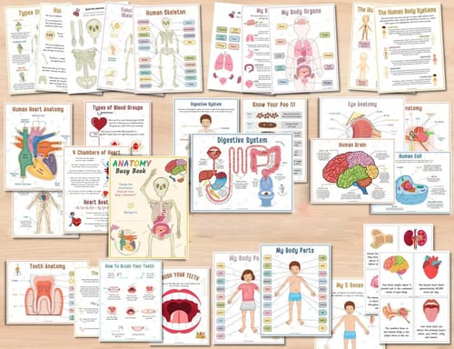 Human Anatomy Busy Book🔥BUY 2 FREE SHIPPING