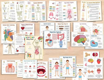 Human Anatomy Busy Book🔥BUY 2 FREE SHIPPING