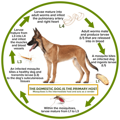 Waggie™ - Natural Anti-Flea, Tick, & Mosquito Collar (Safest 8+ Months Protection)