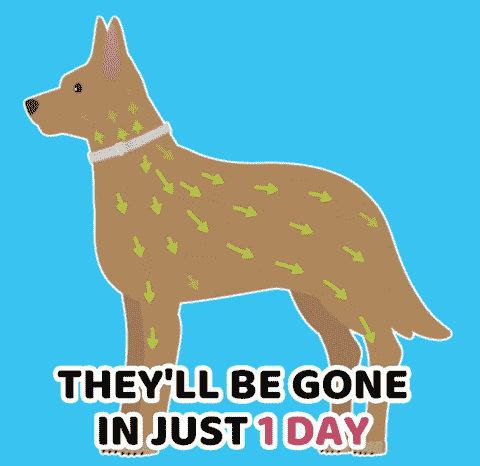 Waggie™ - Natural Anti-Flea, Tick, & Mosquito Collar (Safest 8+ Months Protection)